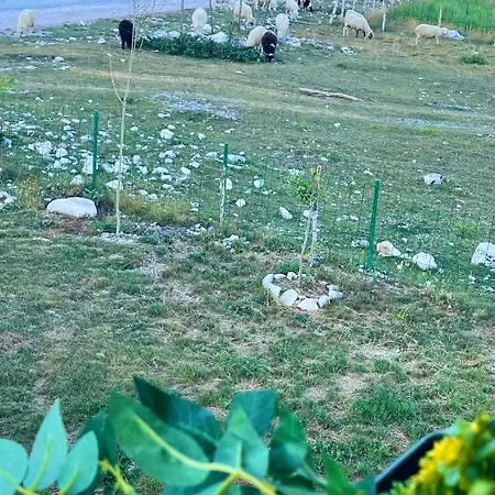 Irena * Podgorica